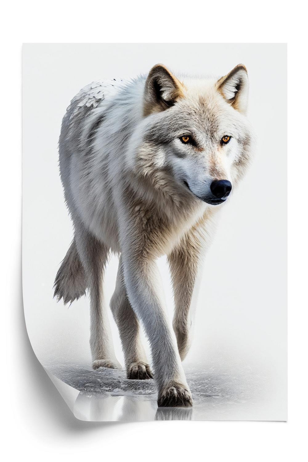 Plakat - Majestætisk ulv på en hvid baggrund