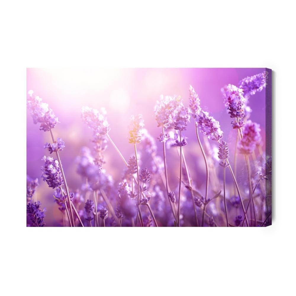 Lærred - Lavendel blomster i solen