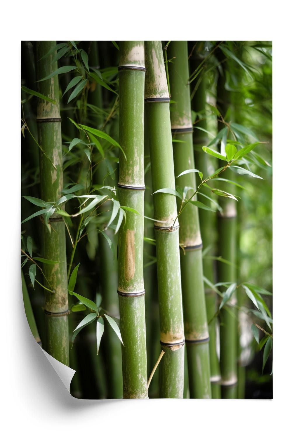 Plakat - Bambus skov tæt på