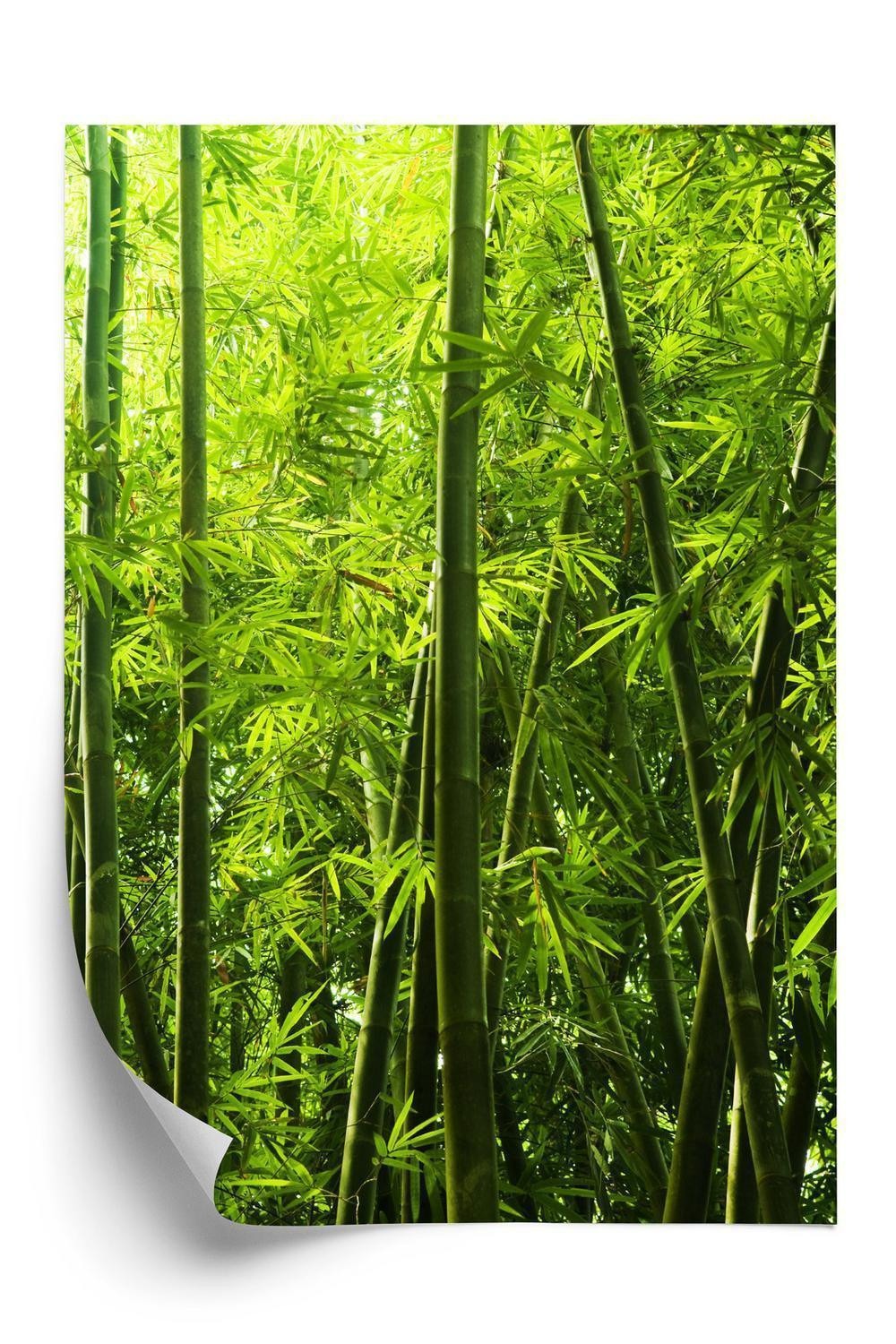 Plakat - Tæt bambus skov