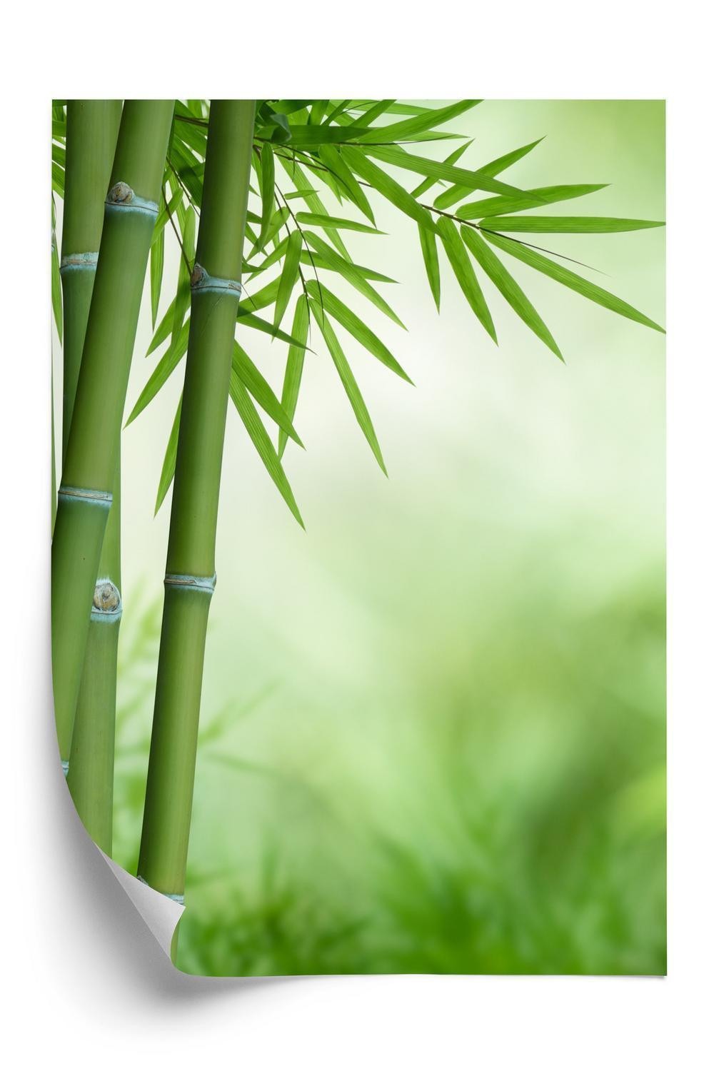 Plakat - Bambus på en botanisk baggrund