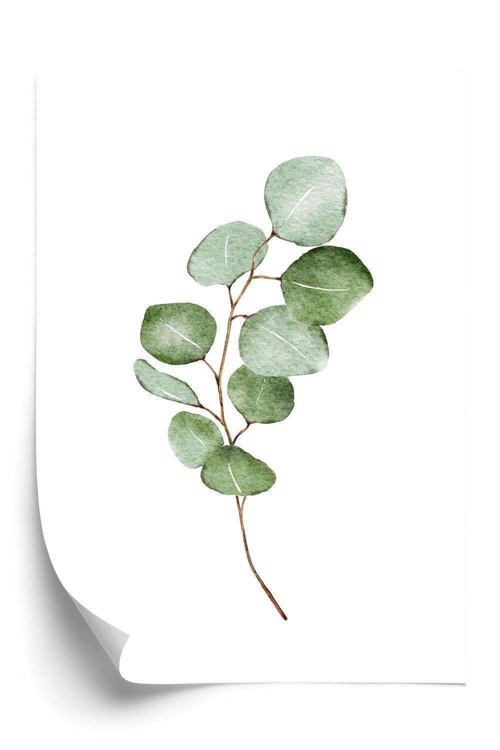 Plakat - Grøn akvarel eukalyptus gren isoleret på hvid baggrund