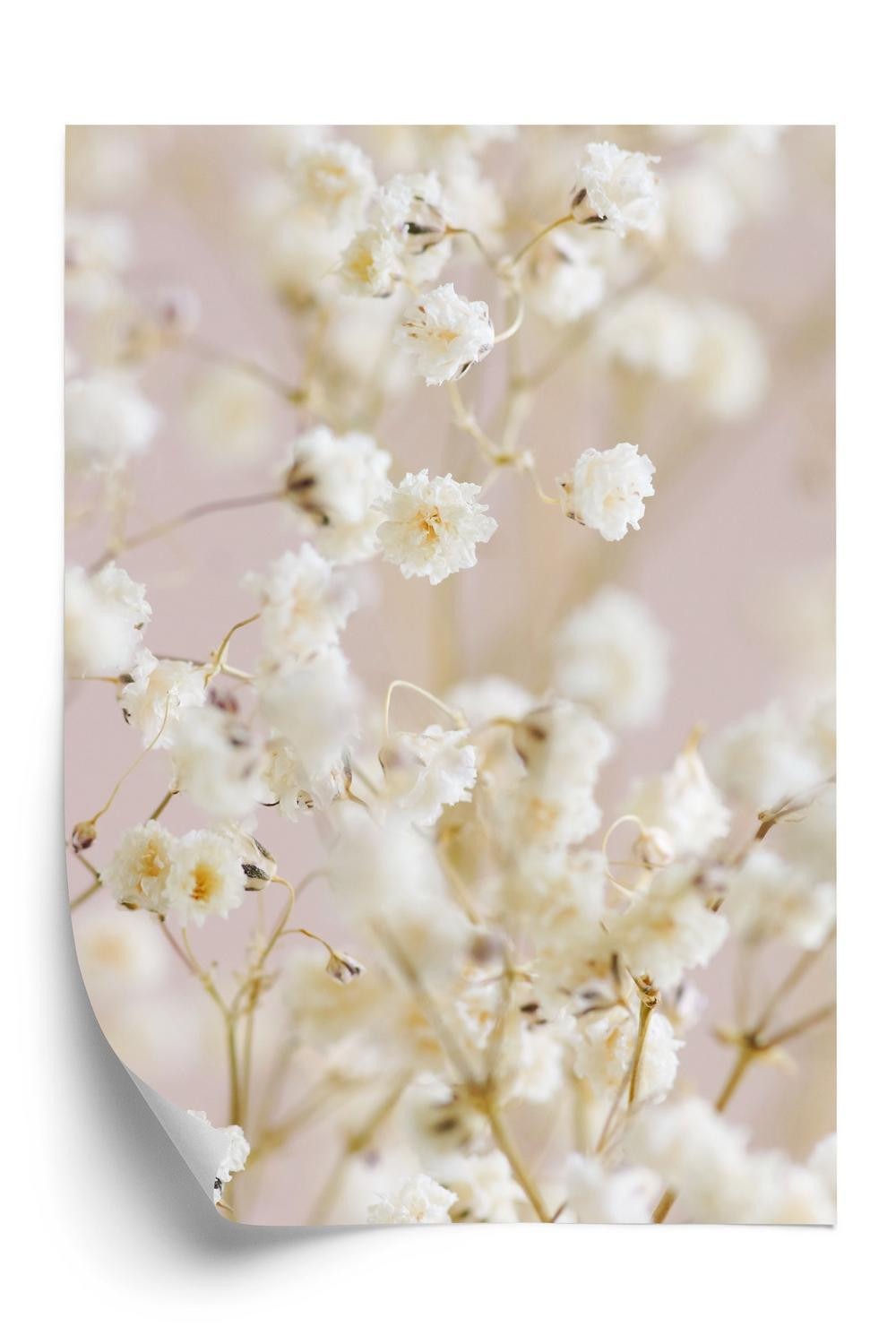 Plakat - Hvide små blomster på en lyserød baggrund