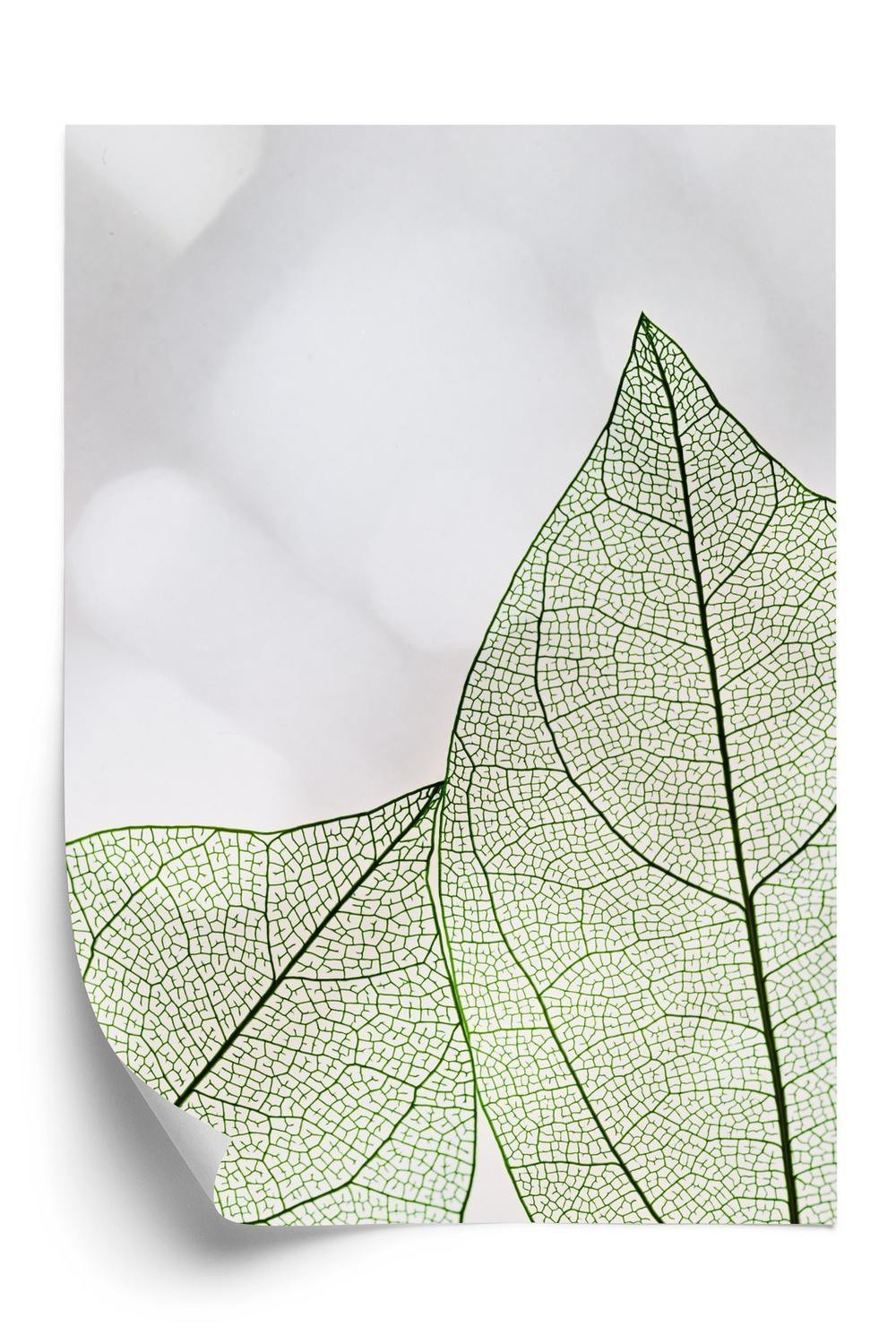 Plakat - Grønne gennemsigtige blade på en lys baggrund