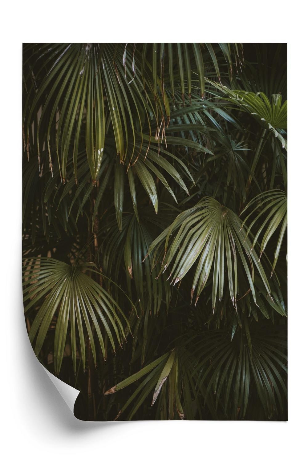 Plakat - Mørkegrønne palmeblade