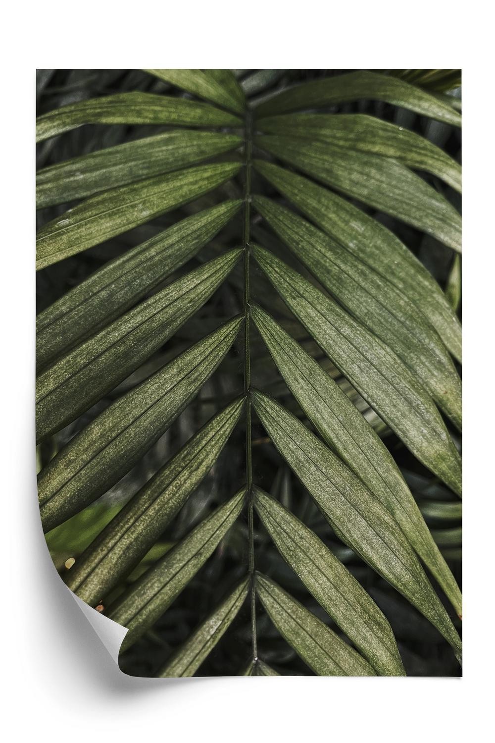 Plakat - Eksotiske palmeblade