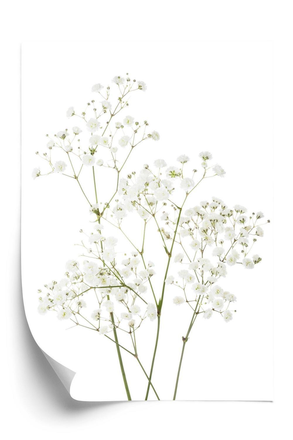 Plakat - Fire grene med små hvide blomster
