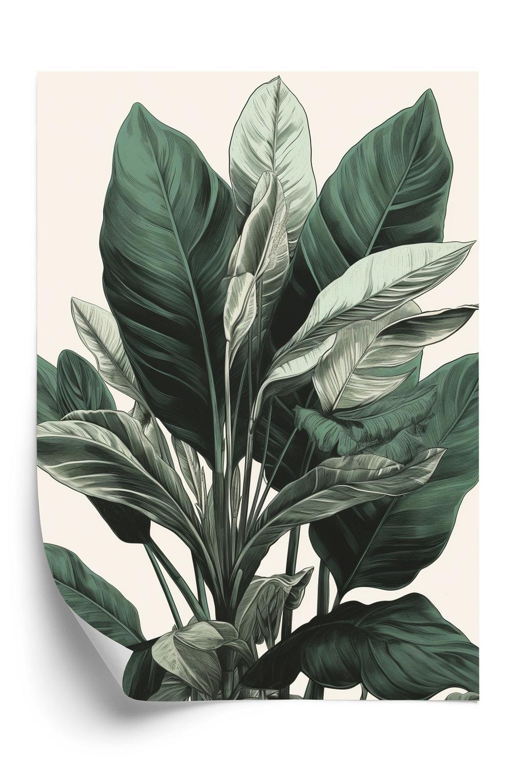 Plakat - Grøn philodendron plante