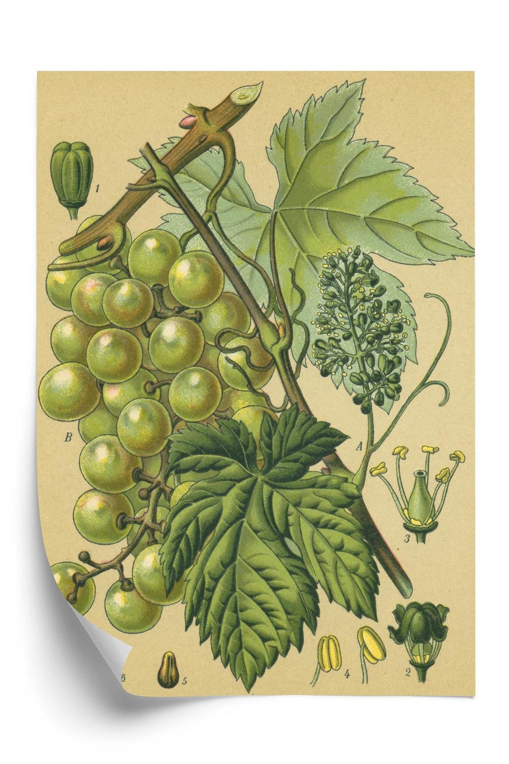 Plakat - Vintage botanisk illustration af druer med blade