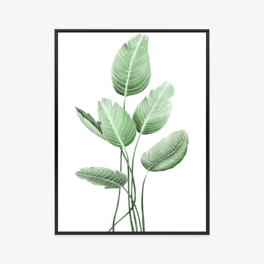 Plakat - White strelitzia ramme aluminium farve sort