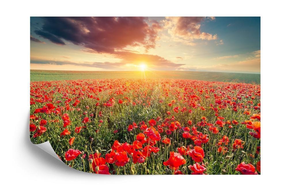 Fototapet - Valmuemark