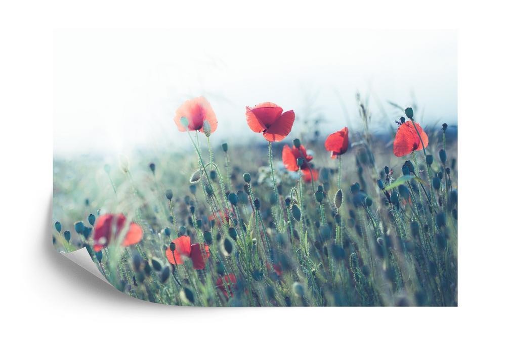 Fototapet - Valmuemark