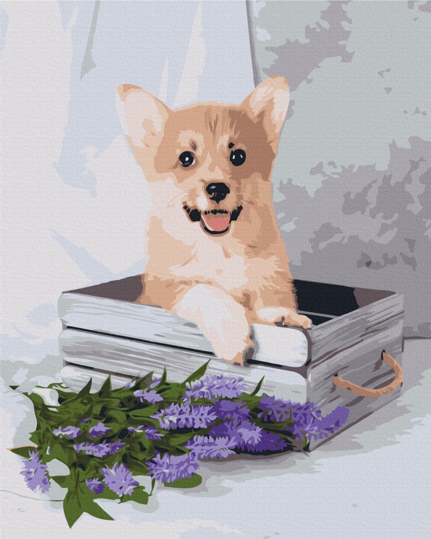 Mal efter tal - Playful corgi