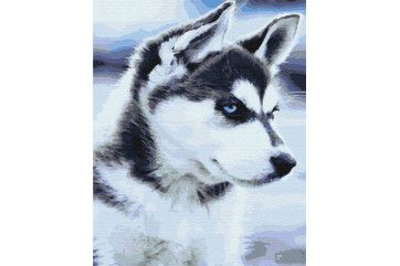 Mal efter tal - Husky puppy