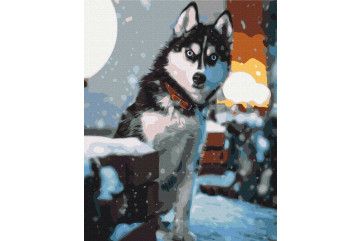 Mal efter tal - Inquisitive husky
