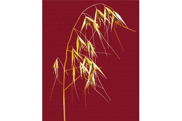 Mal efter tal - Golden Wild Oats © Halyna Vitiuk