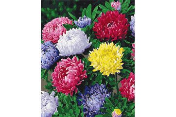 Mal efter tal - Colorful asters