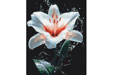 Mal efter tal - The radiance of the lily