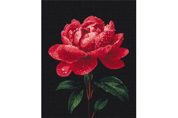 Mal efter tal - Peonies in the glow of dew