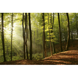Selvklæbende fototapet størrelse 375 x 250 cm