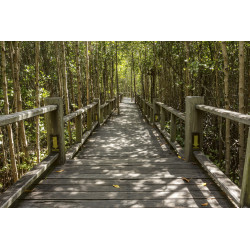 Fototapet - Mangrove Forest