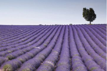 Fototapet - Lavender Field