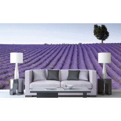 Fototapet - Lavender Field - interiørbillede