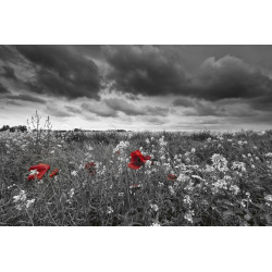 Fototapet - Poppies Black