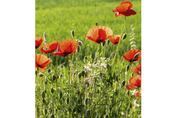 Fototapet - Poppy Field