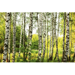 Fototapet - Birch Forest