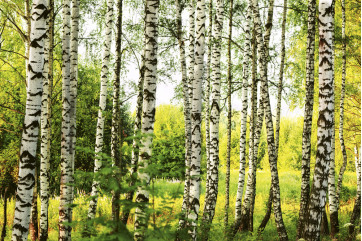 Fototapet - Birch Forest