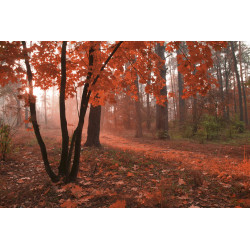 Fototapet - Misty Forest
