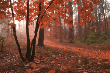 Fototapet - Misty Forest