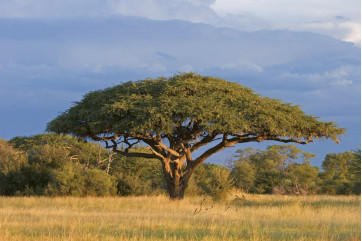 Fototapet - Acacia Tree