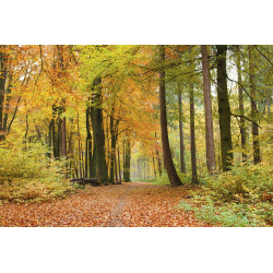 Fototapet - Autumn Forest