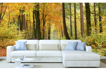 Fototapet - Autumn Forest - interiørbillede