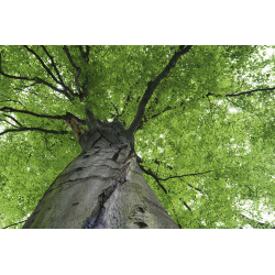 Fototapet - Treetop