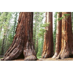 Fototapet - Sequoia