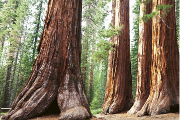 Fototapet - Sequoia