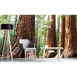 Fototapet - Sequoia - interiørbillede