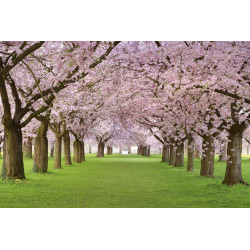 Fototapet - Cherry Trees