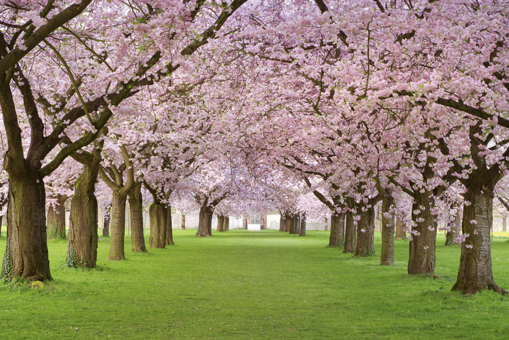 Fototapet - Cherry Trees