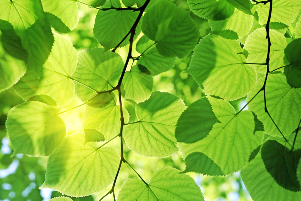 Fototapet - Green Leaves