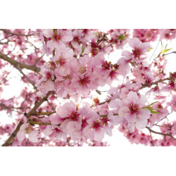 Fototapet - Apple Blossom