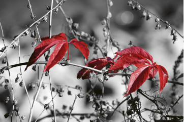 Fototapet - Red Leaves On Black