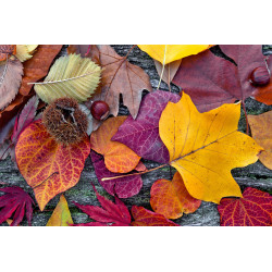 Fototapet - Autumn Leaves