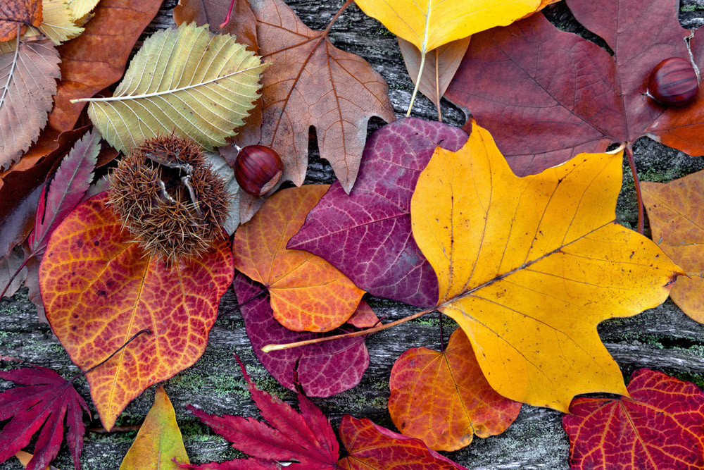 Fototapet - Autumn Leaves