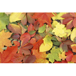 Fototapet - Colourful Leaves