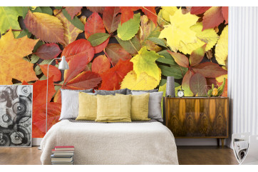 Fototapet - Colourful Leaves - interiørbillede