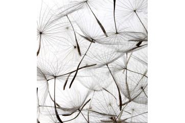 Fototapet - Dandelion Seeds